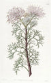 Elegancki Obraz Isopogon - Sydenham Edwards — widok dzieła