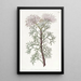 Elegancki Obraz Isopogon - Sydenham Edwards — oprawiony obraz na ścianie