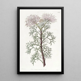 Sydenham Edwards - Handsome Isopogon.webp