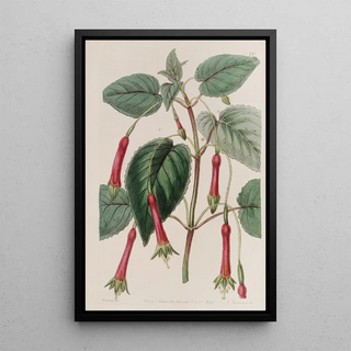 Sydenham Edwards - Heartleaved Fuchsia.webp