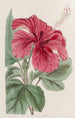 Hibiscus cameronifulgens - Sydenham Edwards — widok dzieła