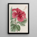 Hibiscus cameronifulgens - Sydenham Edwards — oprawiony obraz na ścianie