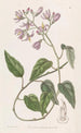 Solanum à pétales crochus - Sydenham Edwards — widok dzieła