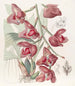 Péristéria de Humboldt - Sydenham Edwards — widok dzieła
