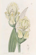 Iris imbriqué - Sydenham Edwards — widok dzieła