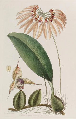 Sydenham Edwards - Insular Cirrhopetalum.webp