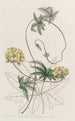 Stigmaphyllon à feuilles de Jatropha - Sydenham Edwards — widok dzieła