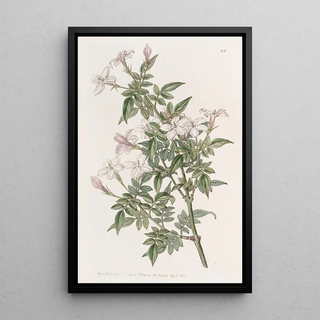 Sydenham Edwards - Kindred Jasmine.webp