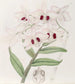 Dendrobium Lady Dalhousie - Sydenham Edwards — widok dzieła