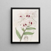 Dendrobium Lady Dalhousie - Sydenham Edwards — oprawiony obraz na ścianie