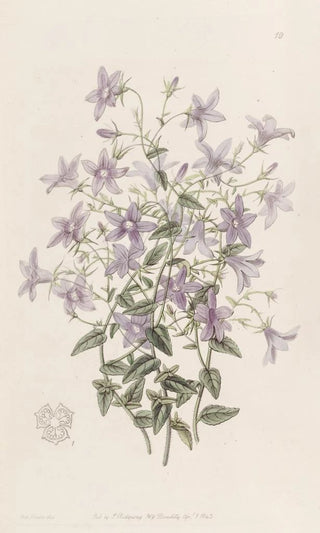 Sydenham Edwards - Laeflings Bellflower.webp
