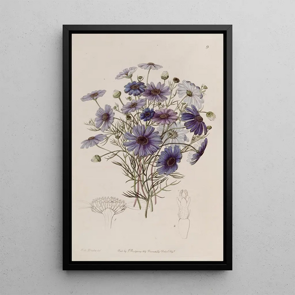 Marguerite cygne à grandes fleurs - Sydenham Edwards — oprawiony obraz na ścianie