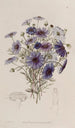 Marguerite cygne à grandes fleurs - Sydenham Edwards — widok dzieła