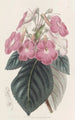 Achimènes à grandes fleurs - Sydenham Edwards — widok dzieła