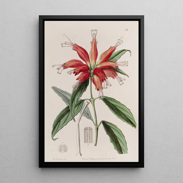Blushwort à grandes fleurs - Sydenham Edwards — oprawiony obraz na ścianie