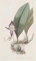 Bulbophyllum à grandes fleurs - Sydenham Edwards — widok dzieła