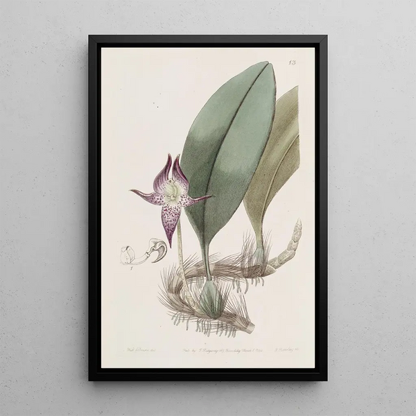 Bulbophyllum à grandes fleurs - Sydenham Edwards — oprawiony obraz na ścianie