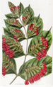 Combretum à grandes fleurs - Sydenham Edwards — widok dzieła