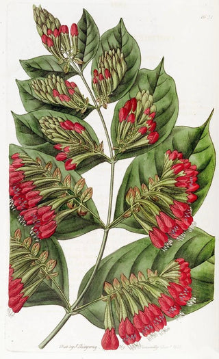 Sydenham Edwards - Largeflowered Combretum.webp