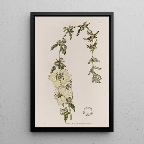 Heimia à grandes fleurs - Sydenham Edwards — oprawiony obraz na ścianie