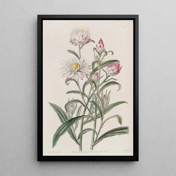 Hélichrysum à grandes fleurs - Sydenham Edwards — oprawiony obraz na ścianie