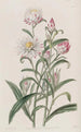Hélichrysum à grandes fleurs - Sydenham Edwards — widok dzieła