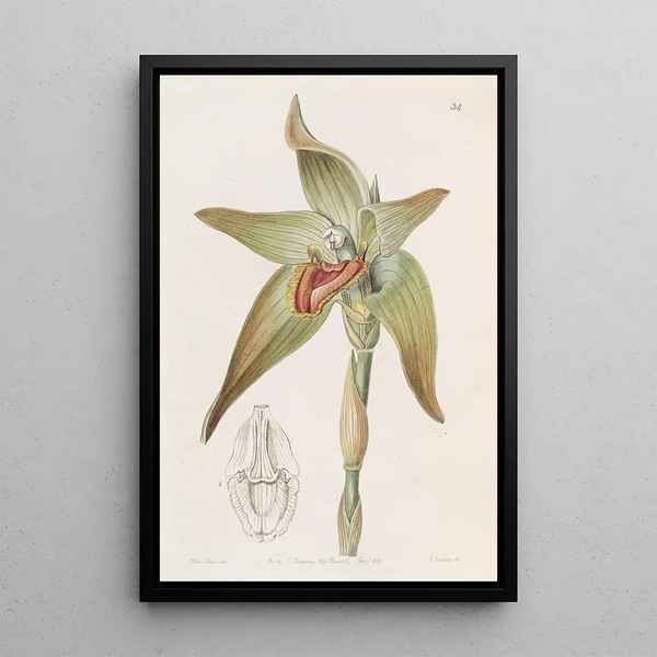 Lycaste à grandes fleurs - Sydenham Edwards — oprawiony obraz na ścianie