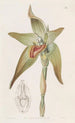 Lycaste à grandes fleurs - Sydenham Edwards — widok dzieła