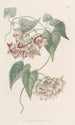 Philibertia à grandes fleurs - Sydenham Edwards — widok dzieła