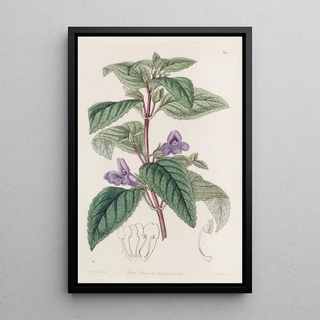 Sydenham Edwards - Largeflowered Wingpoint.webp