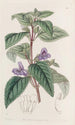 Wingpoint à grandes fleurs - Sydenham Edwards — widok dzieła