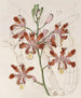 Variété à grandes fleurs du Trompette Schomburgkia - Sydenham Edwards — widok dzieła