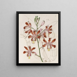Sydenham Edwards - Largeflowered variety of the Trumpet Schomburgkia.webp