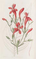 Ruellia à grandes feuilles - Sydenham Edwards — widok dzieła