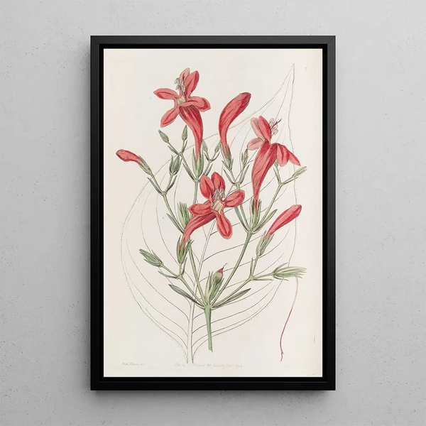 Ruellia à grandes feuilles - Sydenham Edwards — oprawiony obraz na ścianie