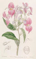 Balsamine à grandes lèvres - Sydenham Edwards — widok dzieła