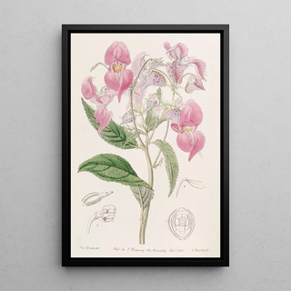 Sydenham Edwards - Largelipped Balsam.webp