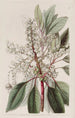 Arbousier à feuilles de laurier - Sydenham Edwards — widok dzieła