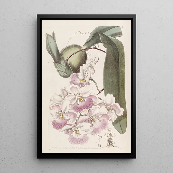 Odontoglossum o zapachu cytryny - Sydenham Edwards — oprawiony obraz na ścianie