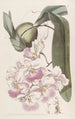 Odontoglossum o zapachu cytryny - Sydenham Edwards — widok dzieła