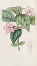 Ruellia à fleurs lilas - Sydenham Edwards — widok dzieła