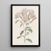 Alstroemeria rayée - Sydenham Edwards — oprawiony obraz na ścianie