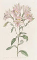 Alstroemeria rayée - Sydenham Edwards — widok dzieła