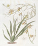 Oncidium szlachetne - Sydenham Edwards — widok dzieła