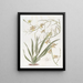 Oncidium szlachetne - Sydenham Edwards — oprawiony obraz na ścianie