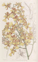 Oncidium z długimi liśćmi - Sydenham Edwards — widok dzieła