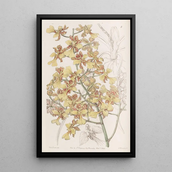 Oncidium z długimi liśćmi - Sydenham Edwards — oprawiony obraz na ścianie