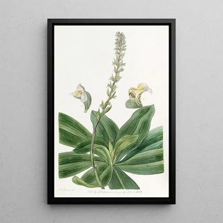 Sydenham Edwards - Longbracted Ladys Traces.webp