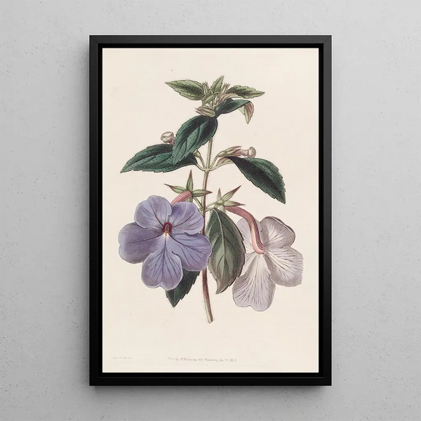 Sydenham Edwards - Longflowered Achimenes.webp