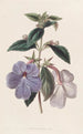 Achimènes à longues fleurs - Sydenham Edwards — widok dzieła